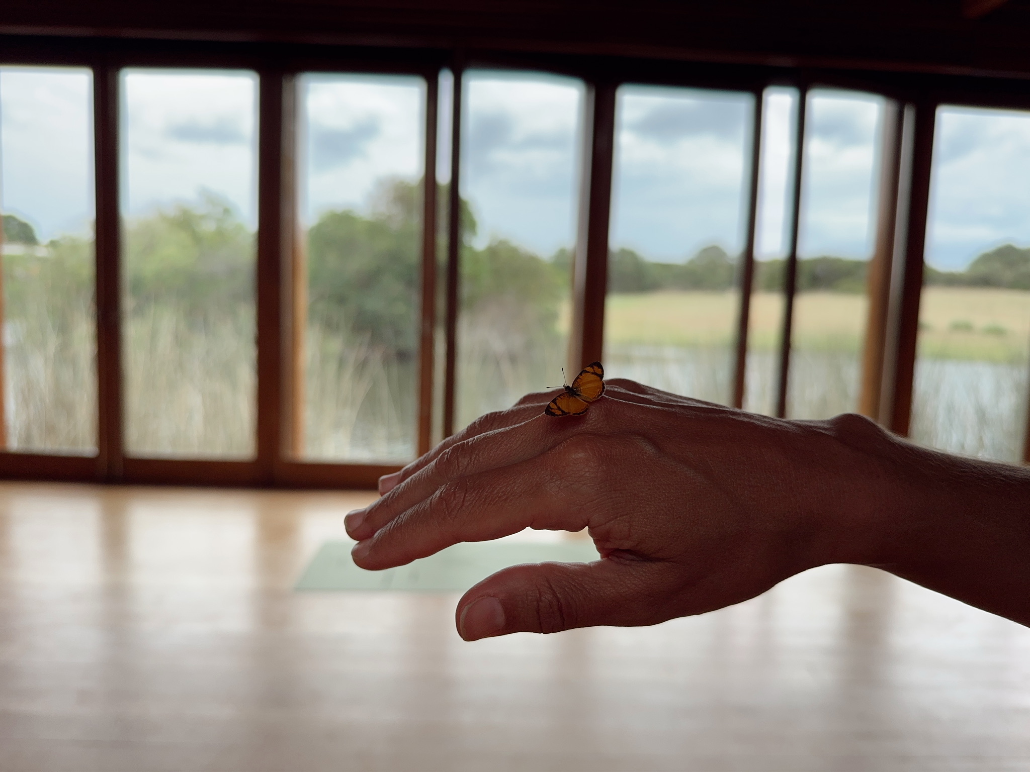 Mariposa posada sobre una mano durante una mañana en José Ignacio